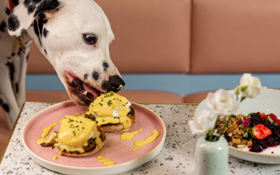 Are Ice Pops Bad For A Dog