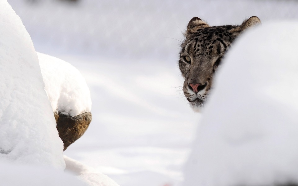 Snow leopards are known as 'mountain ghosts' in the Ladakh region of India because they are so rare (Photo: Getty Images)
