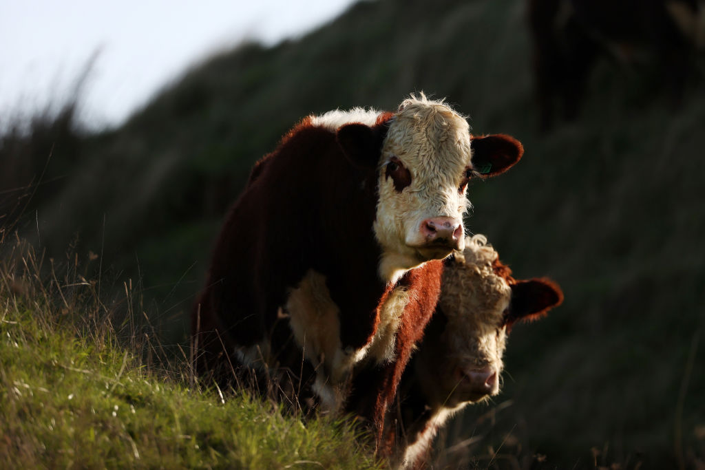 New Zealand Considers Taxing Farmers For Agricultural Emissions