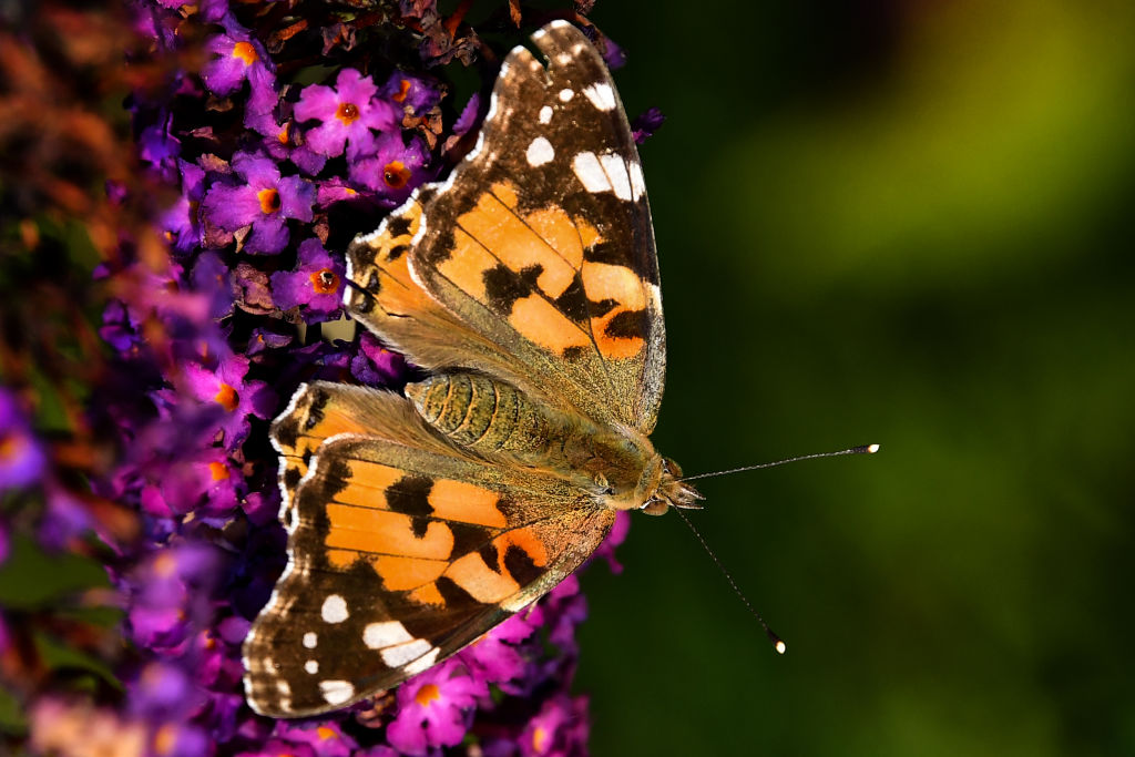 Unusually High Numbers of Painted Lady Butterflies Reported Across Europe