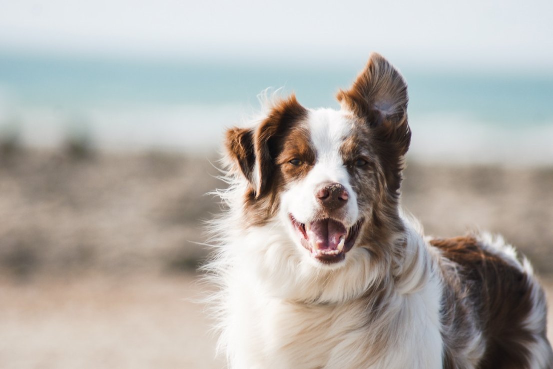 One of Britain’s largest private pet food brands Jollyes could be about to change hands for in a deal worth more than £100m.