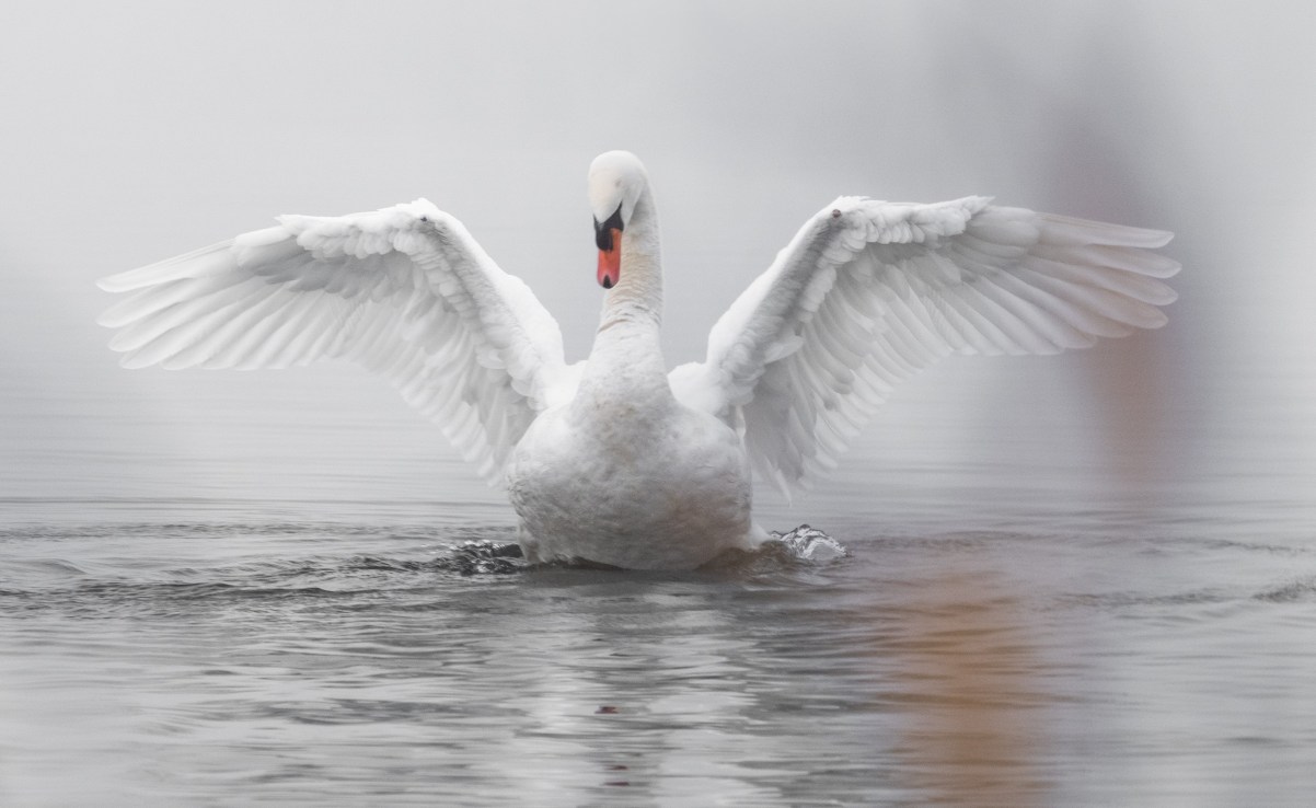 The Elizabeth Line was disrupted today after a swan was found on the tracks, with services suspended on major sections of the £19bn route   (Photo by Sascha Bosshard on Unsplash)