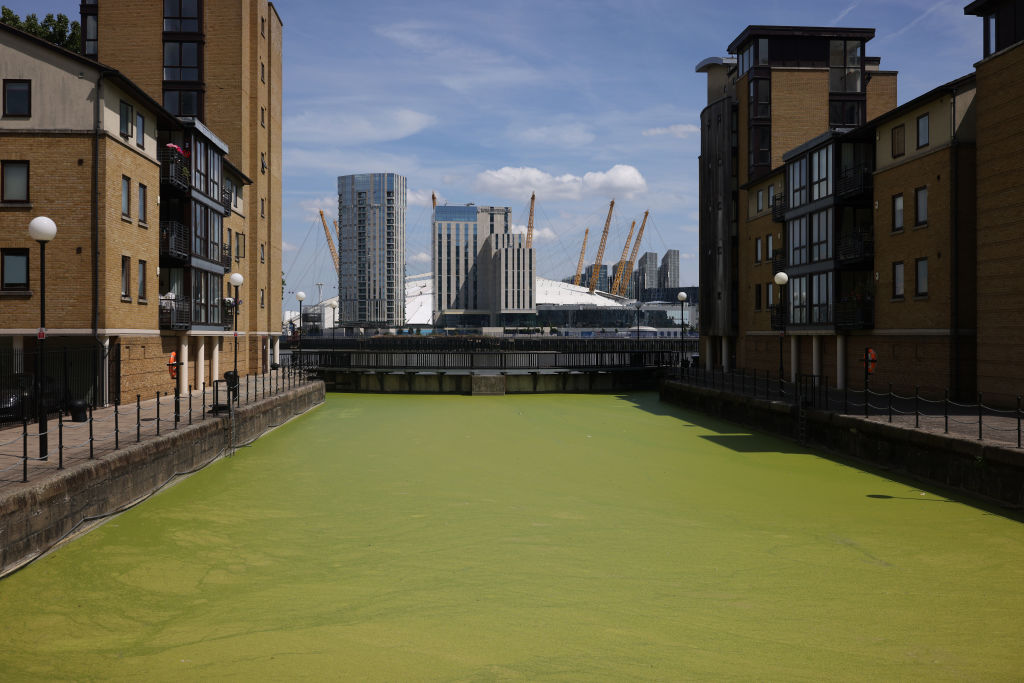 Duckweed Grows As Weather Heats Up