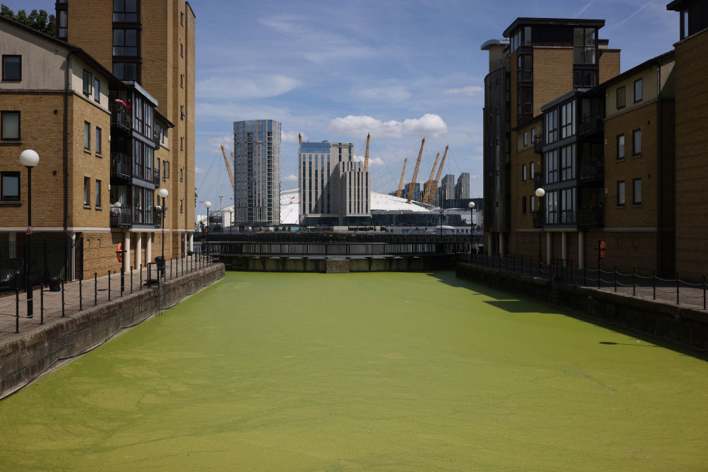 LONDON, UNITED KINGDOM - JUNE 23: Duckweed (Lemna minor) covers a dry dock by the river Thames on June 23, 2023 in London, United Kingdom. The duckweed, which grows more rapidly in warmer weather isn't harmful in itself, but as it thickens and spreads can starve wildlife of oxygen, and cause problems for canal boats that use the waterways. (Photo by Dan Kitwood/Getty Images)