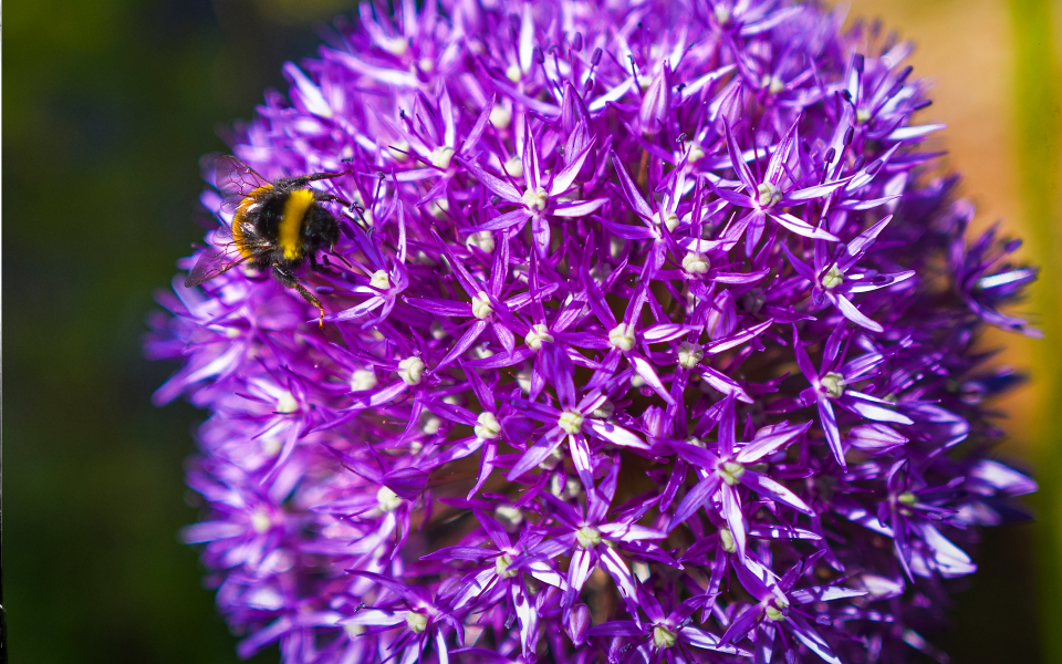 A bee shot on the Leica Q3
