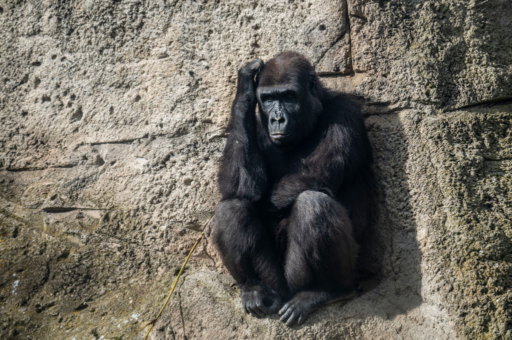 This young gorilla has more thoughts than the average thought leader