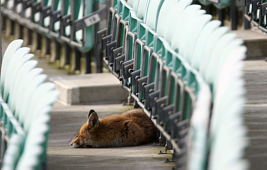 The urban fox: friend or foe?