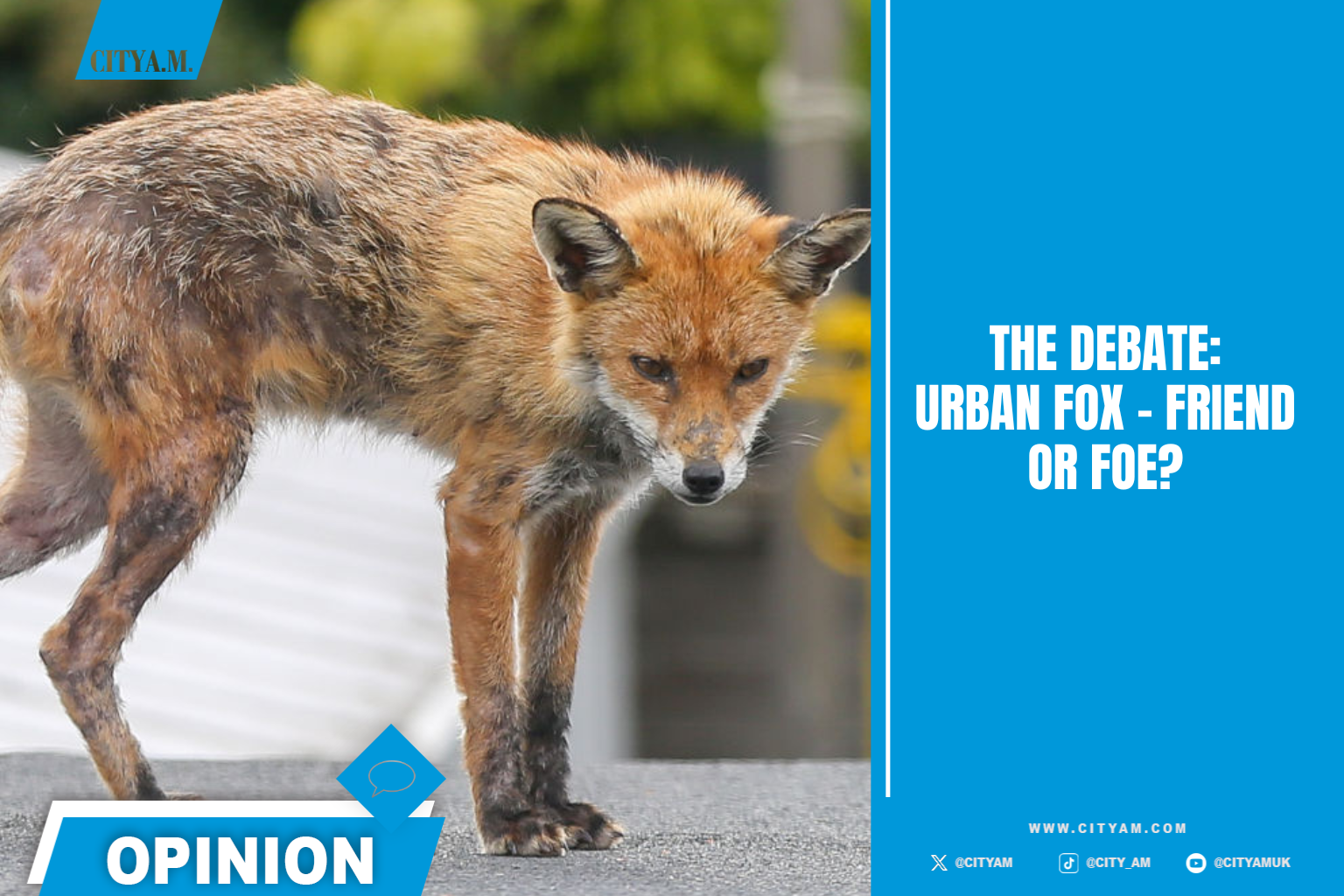 The Debate: The urban fox - friend or foe?