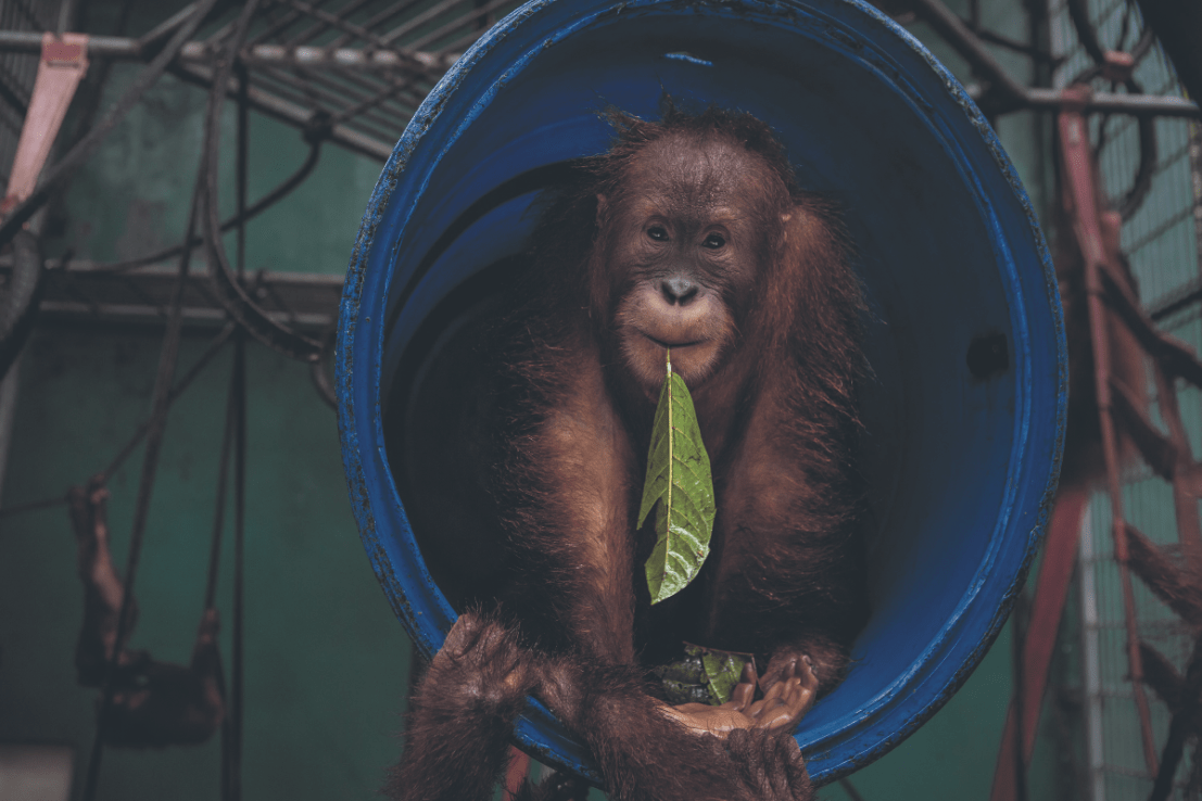 Some of the world's final wild orangutans live on Borneo. Siobhan Grogan caught a glimpse 