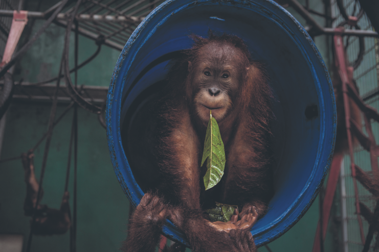 Some of the world's final wild orangutans live on Borneo. Siobhan Grogan caught a glimpse