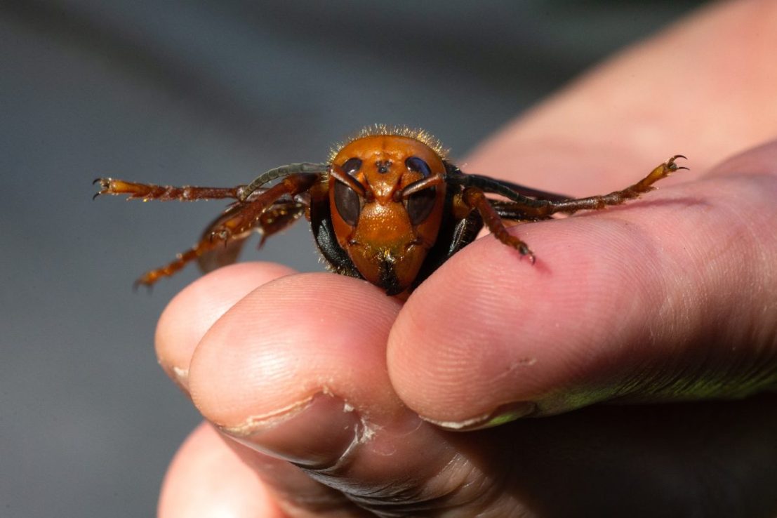 A sample specimen of a dead Asian Giant hornet, or 'murder' hornet, not to be confused with the friendlier Asian hornet. (Photo by Karen Ducey/Getty Images)