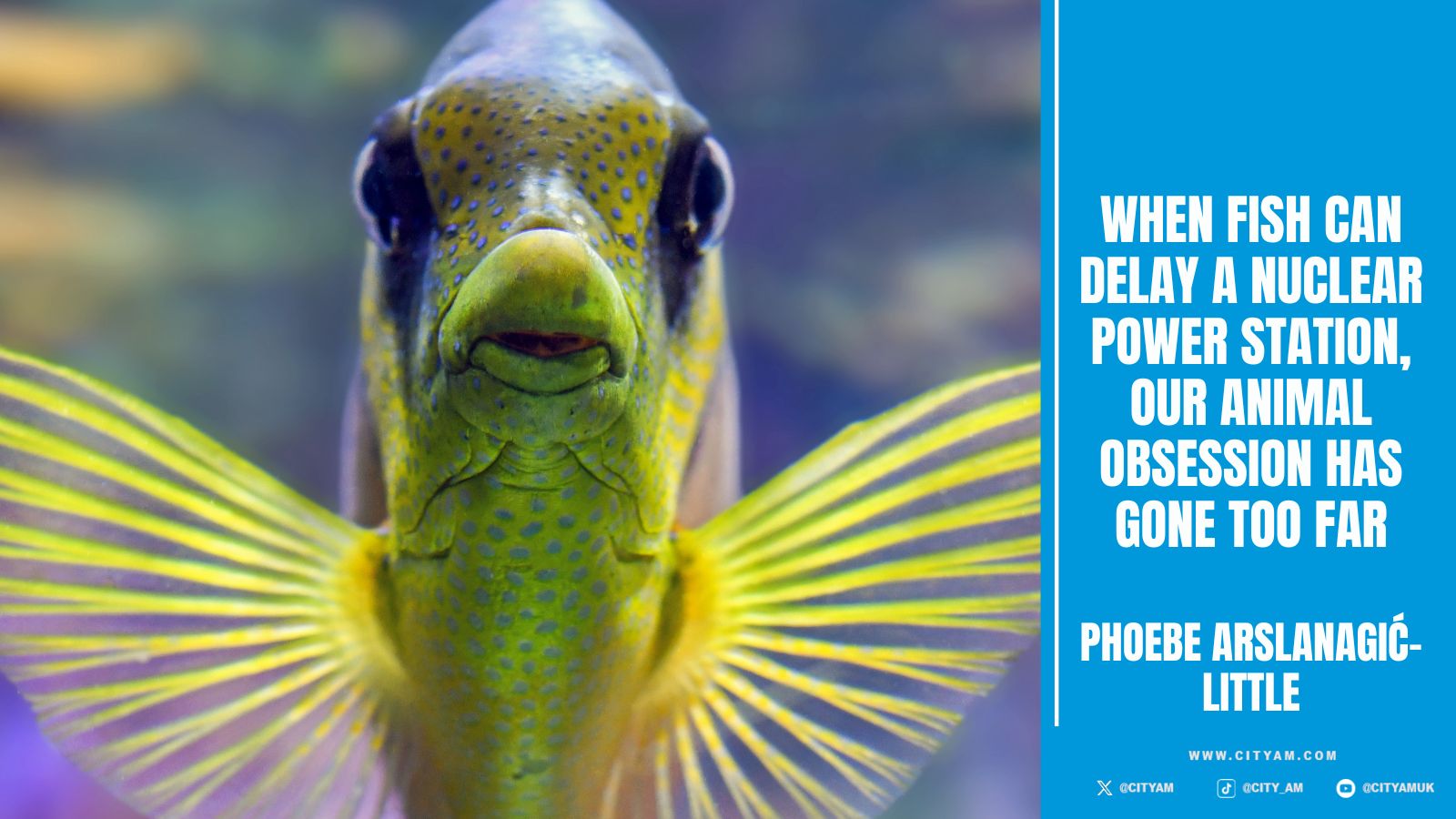 When fish can delay a nuclear power station, our animal obsession has ...