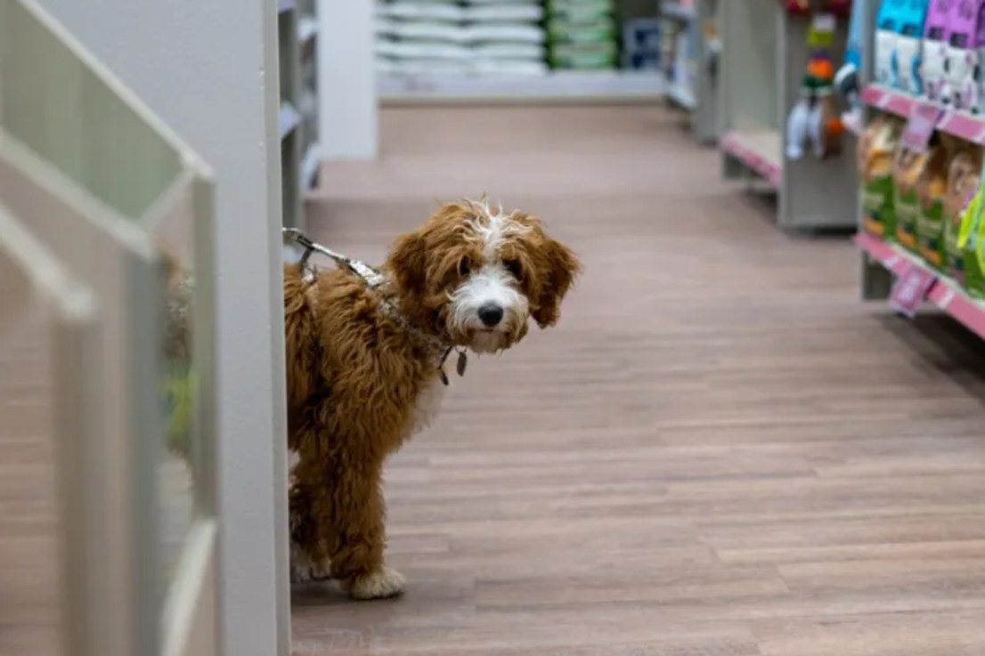 Animal care retailer Pets At Home has held its guidance for the year and said its vet growth strategy is “not threatened” by the CMA's review into the sector.