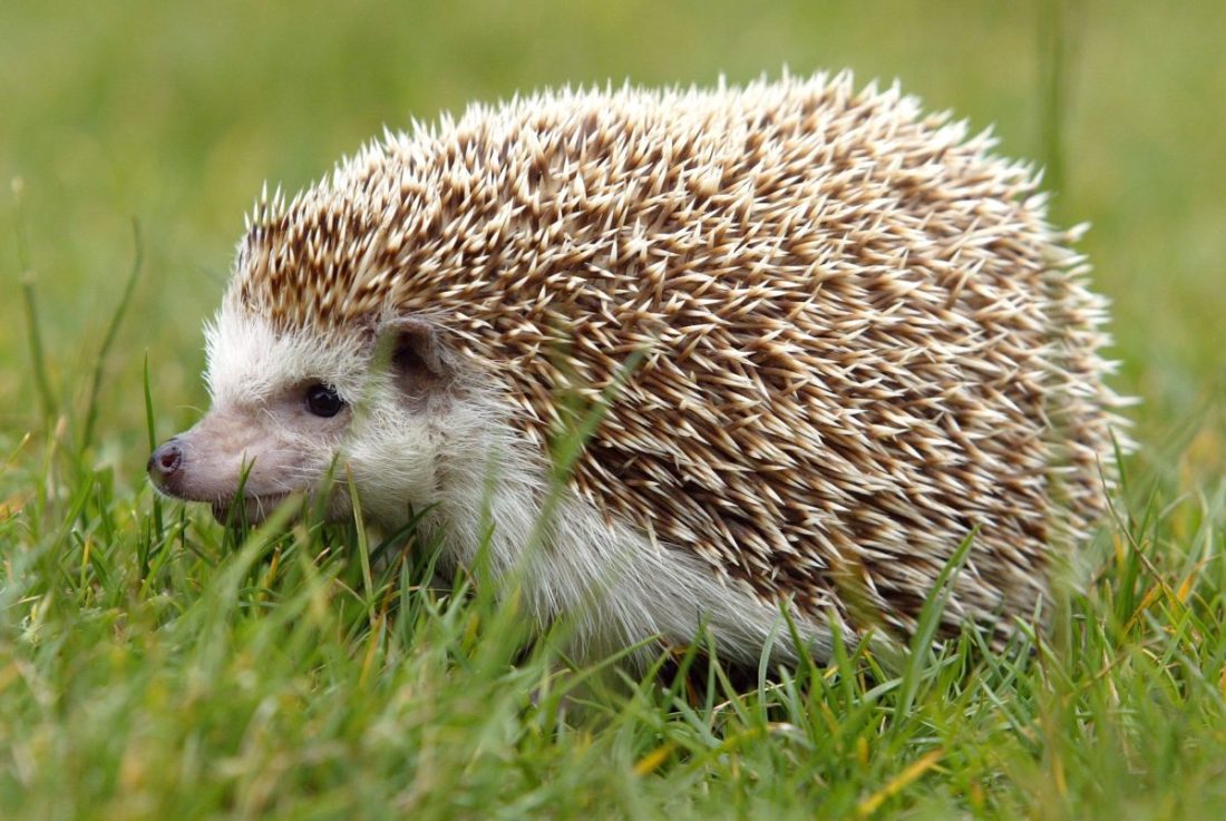 The Green Party wishes to make hedgehogs holes compulsory in all new fencing
