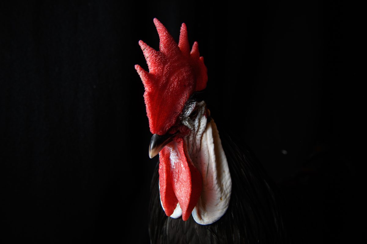 Man fined over noisy cockerel. But what counts as a ‘nuisance pet’?