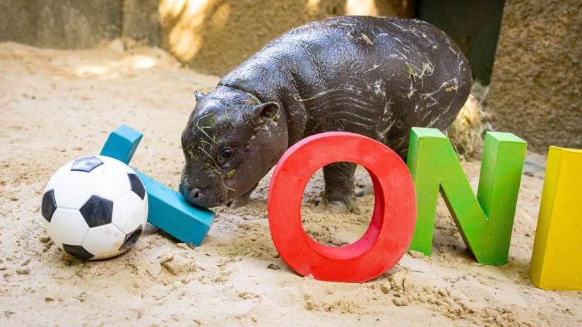 Zoo Berlin's Toni the pygmy hippo is named after Antonio Rudiger, the Real Madrid, Germany and former Chelsea footballer