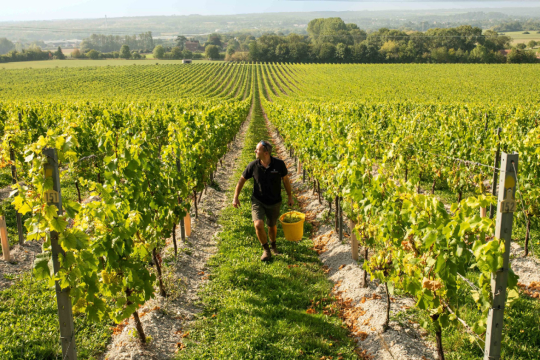 Chapel Down reported good sales momentum in the second half of 2024 