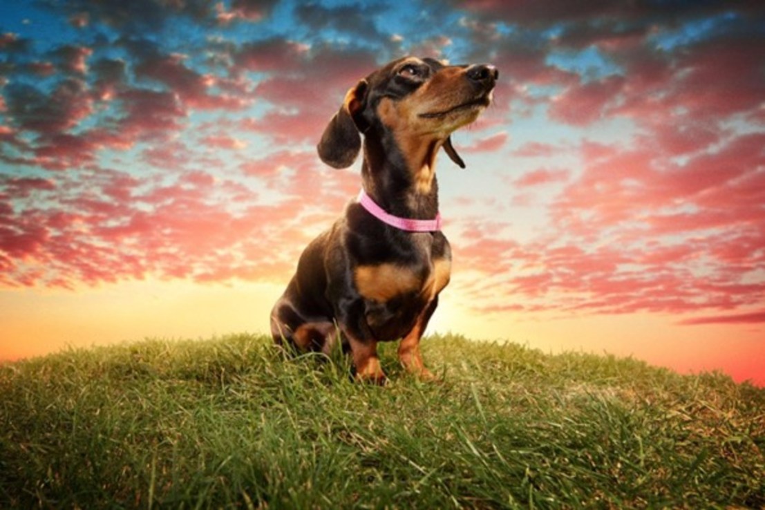 Stanley the dachshund is the well-known mascot of Vitality.