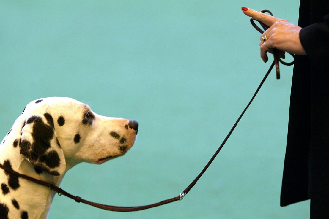'Anticipatory obedience' is a phenomenon whereby people conform to orders preemptively  (Photo by Scott Barbour/Getty Images)