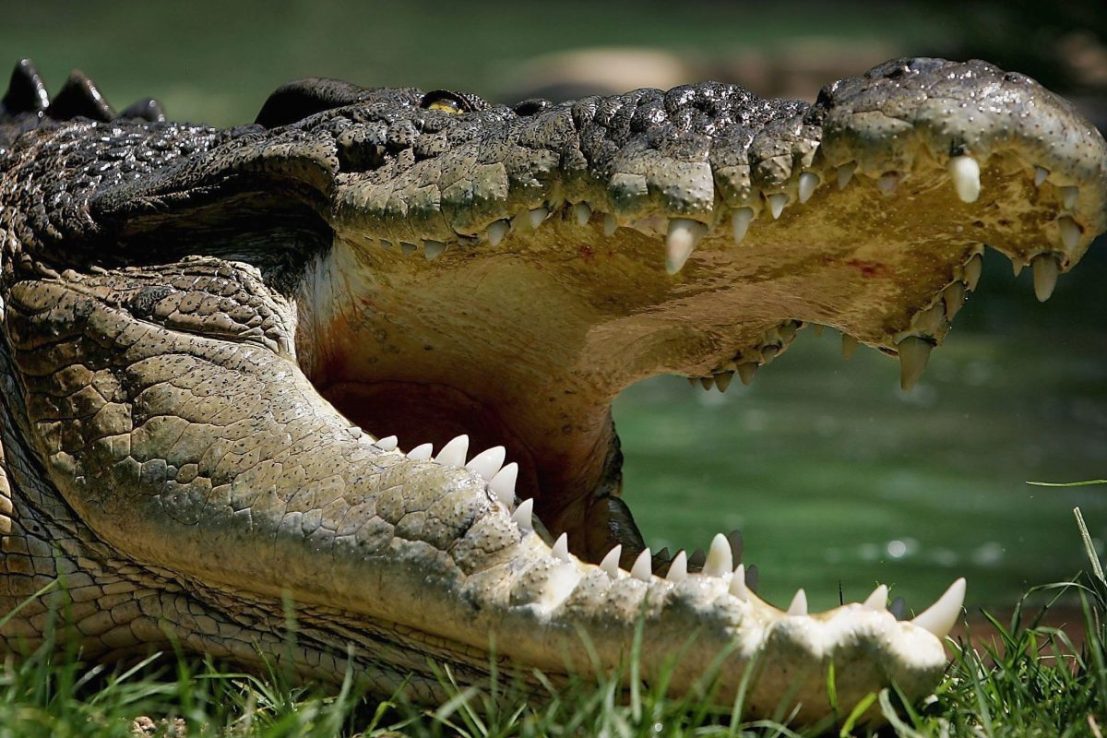 The premier of Queensland David Crisafulli has defended the use of Rockhampton as the venue for the Brisbane 2032 Olympic Games despite it being infested with crocodiles.