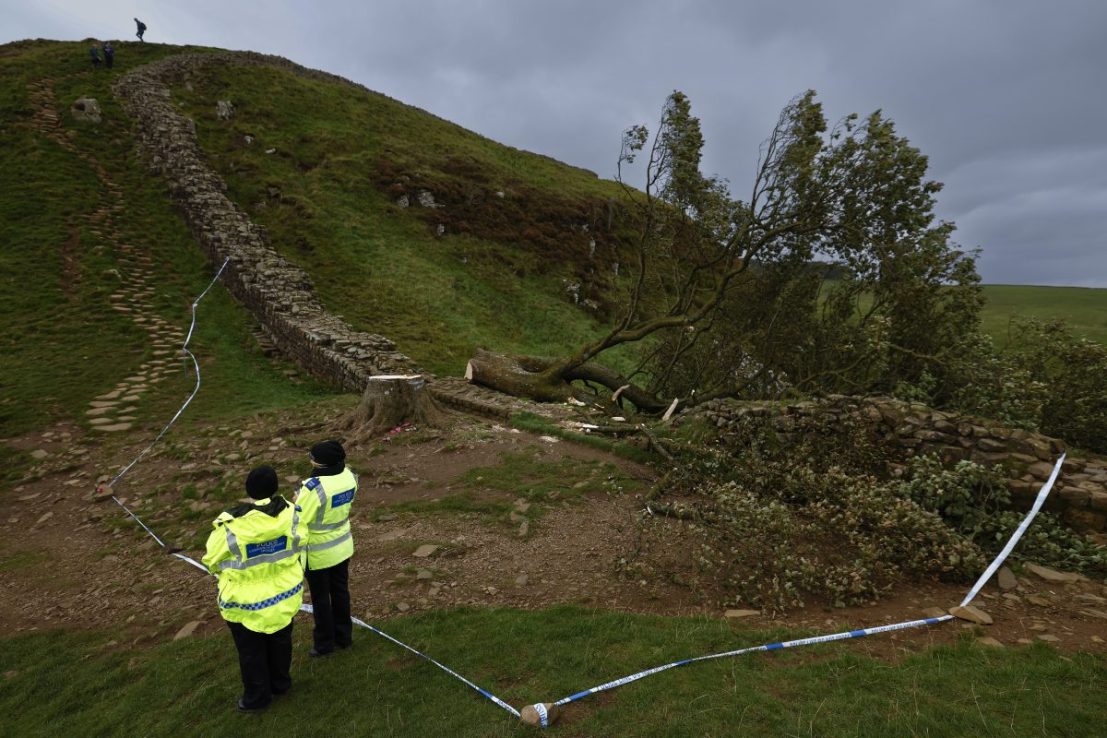 NORTHUMBERLAND, ENGLAND - SEPTEMBER 28: 'Sycamore Gap' tree on Hadrian's Wall now lies on the ground, leaving behind only a stump in the spot it once proudly stood on September 28, 2023 northeast of Northumberland, England. The tree, which was apparently felled overnight, was one of the UK's most photographed and appeared in the 1991 Kevin Costner film 