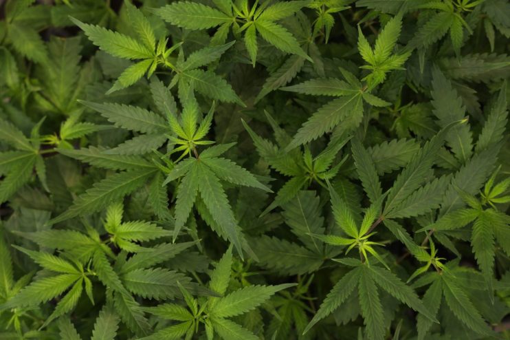 BERLIN, GERMANY - JUNE 14: Cannabis plants grow at an exhibitor's stand at the Mary Jane Berlin cannabis and hemp trade fair on June 14, 2024 in Berlin, Germany. Germany legalized cannabis consumption earlier this year. Cannabis production by local cannabis clubs will become legal in July. (Photo by Sean Gallup/Getty Images)