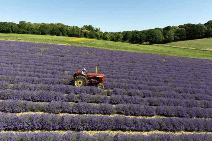 Increasingly unpredictable weather patterns are leading to substantial financial losses for farmers. Andrew Elms, owner of Lordington Lavender. PA Photo: Andrew Matthews/PA Wire