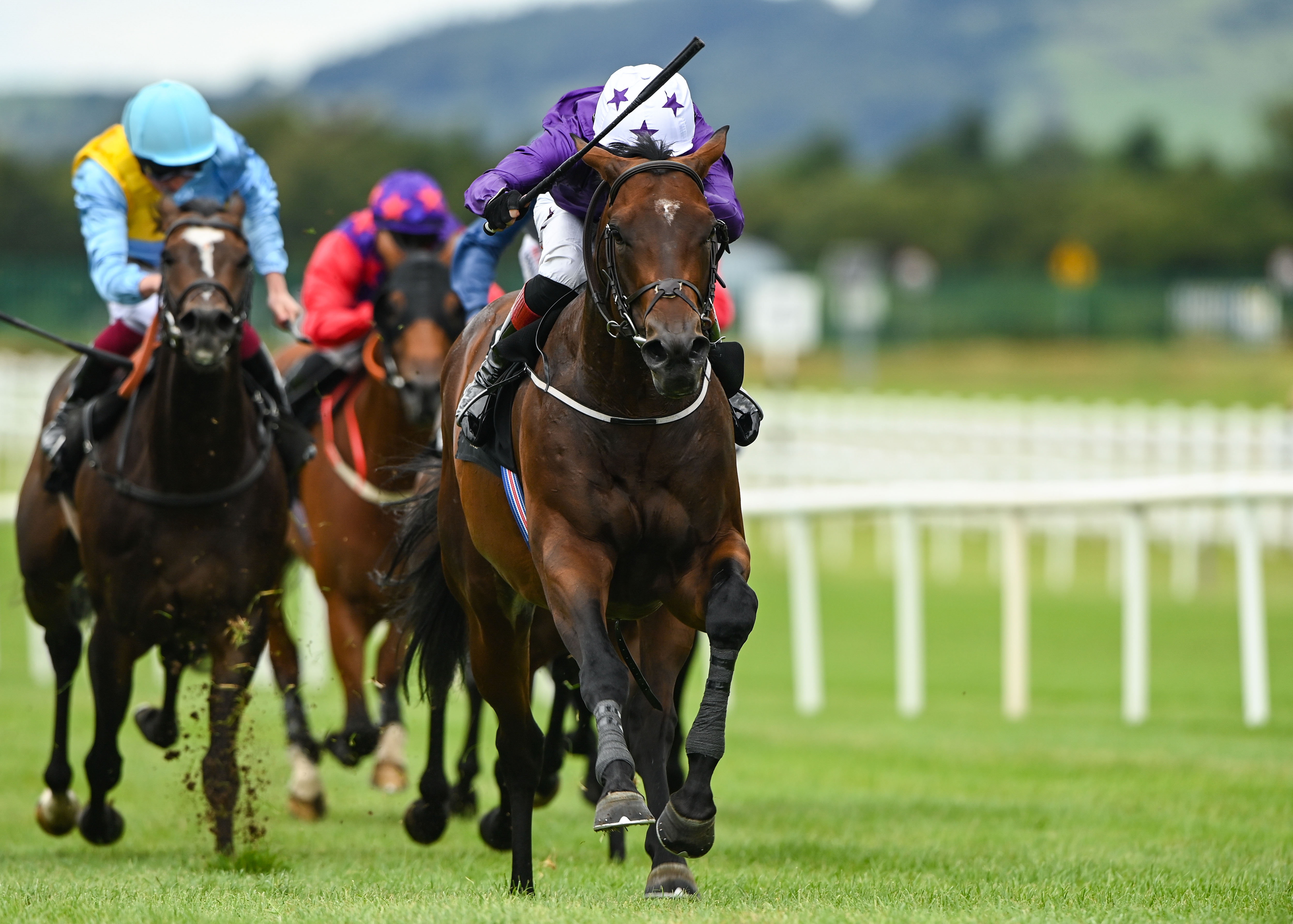 Do Not desert Wonder and Blaze at York
