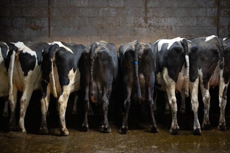 BARNOLDSWICK, ENGLAND - FEBRUARY 11: Cows feed at the dairy farm owned and run by the Parsons family since 1946, on February 11, 2025 in Barnoldswick, England. Under government plans announced in last October's budget, a 20% inheritance tax on agricultural assets worth more than &pound;1m will be introduced from 6th April 2026. Although the threshold for some farmers to pay will be &pound;3m, the changes to agricultural property relief has caused widespread concern among farmers across Great Britain and Northern Ireland, leading to large-scale protests. (Photo by Carl Court/Getty Images)