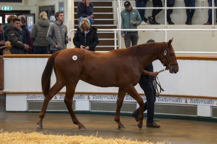 Sales for the Tattersalls Yearling Book 1 sale topped £135m this week at Newmarket as international buyers snapped up horse racing's future.