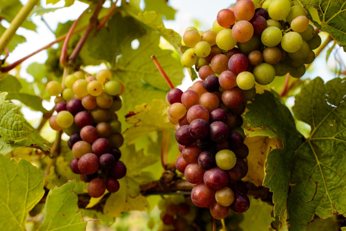 English Sparkling Wine Triumphs: Gusbourne Claims Top Honour at Global Awards