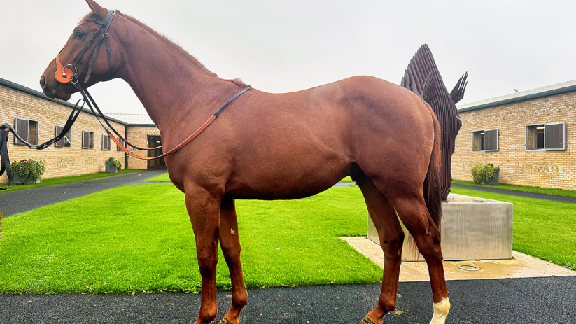 Person standing upright in a professional setting, conveying confidence and authority, suitable for business context visuals