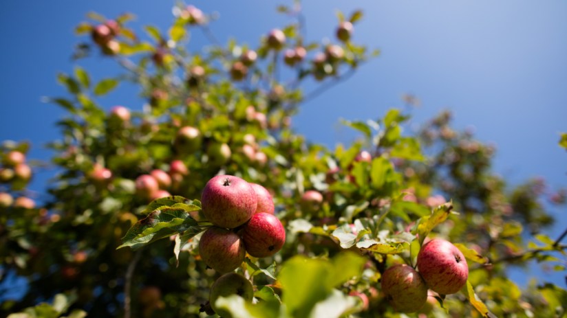 Cider apples growing in Somerset, England. (Photo by Matt Cardy/Getty Images)
