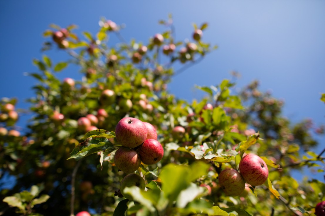 Cider apples growing in Somerset, England. (Photo by Matt Cardy/Getty Images)