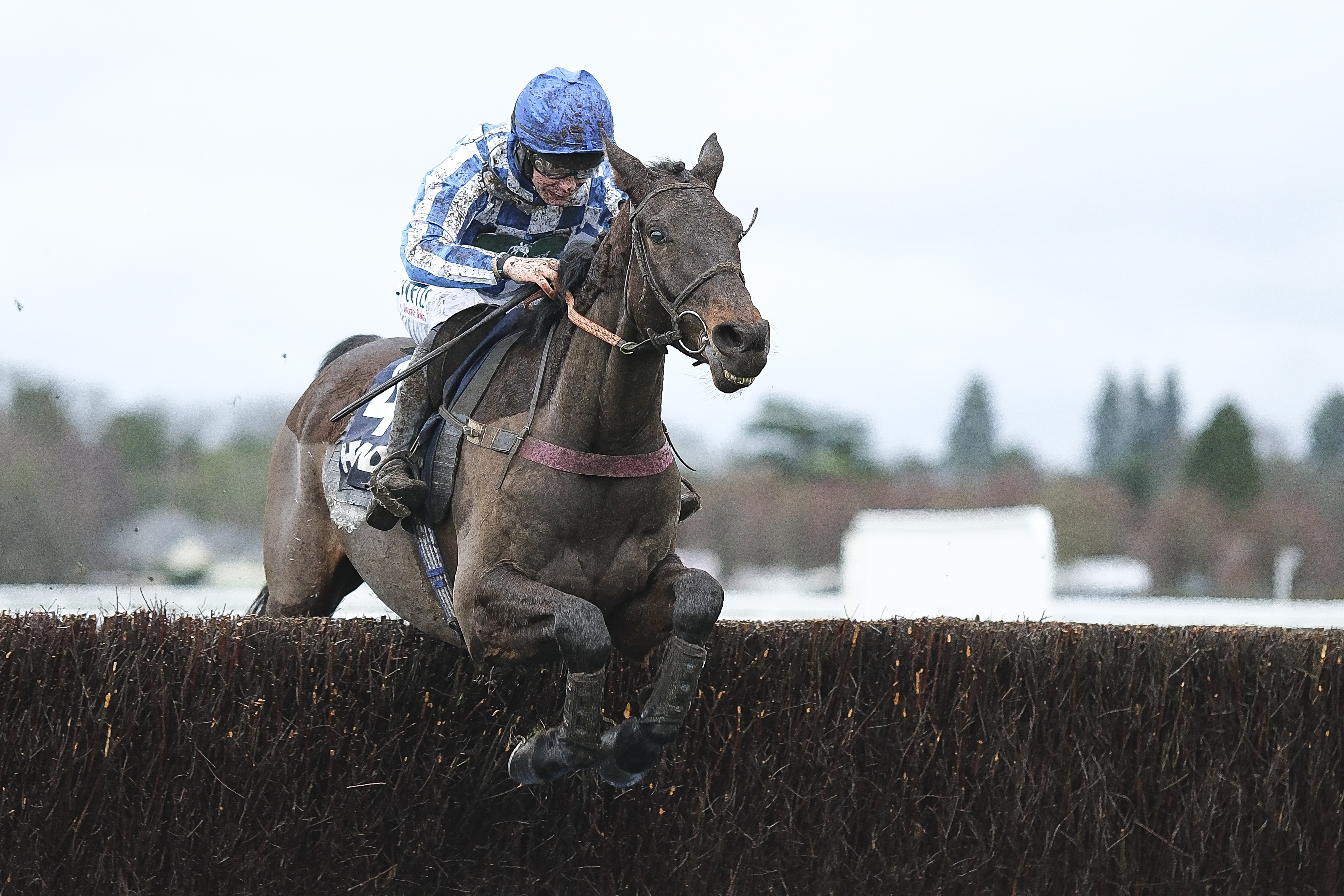 Victtorino Aims for Hat-Trick in Ascot's Howden Silver Cup