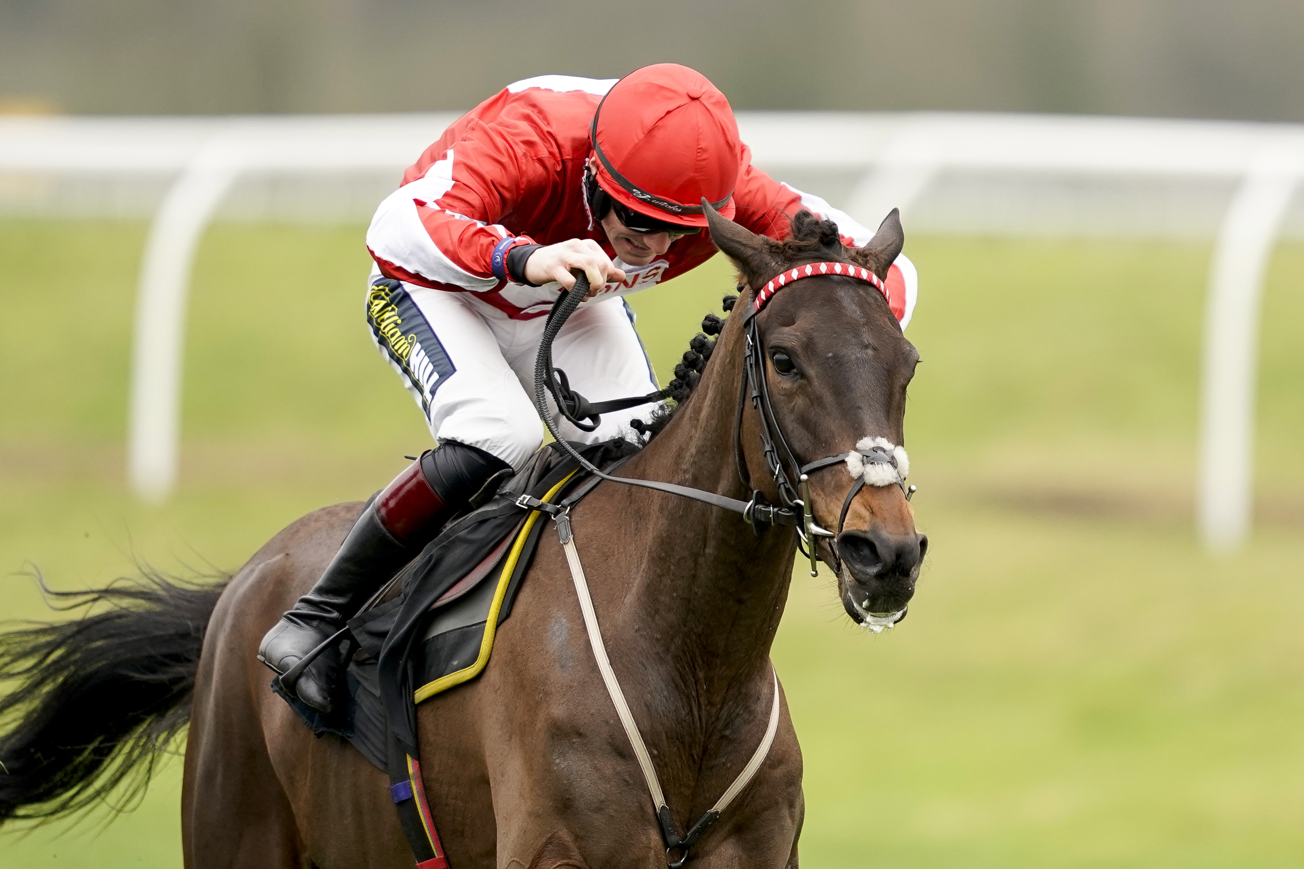 Cheltenham Trials Day Preview: Gowel Road Targets Cleeve Hurdle Double