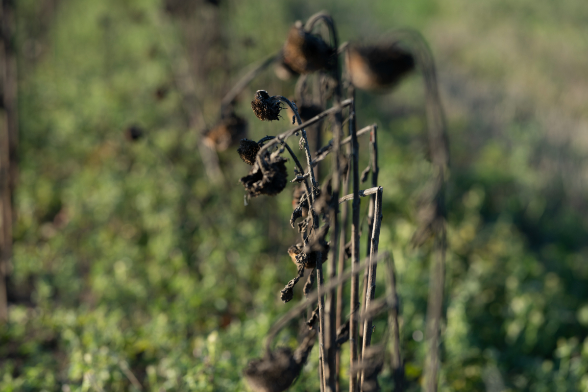 Small businesses ditch green agenda as ‘survival’ becomes priority