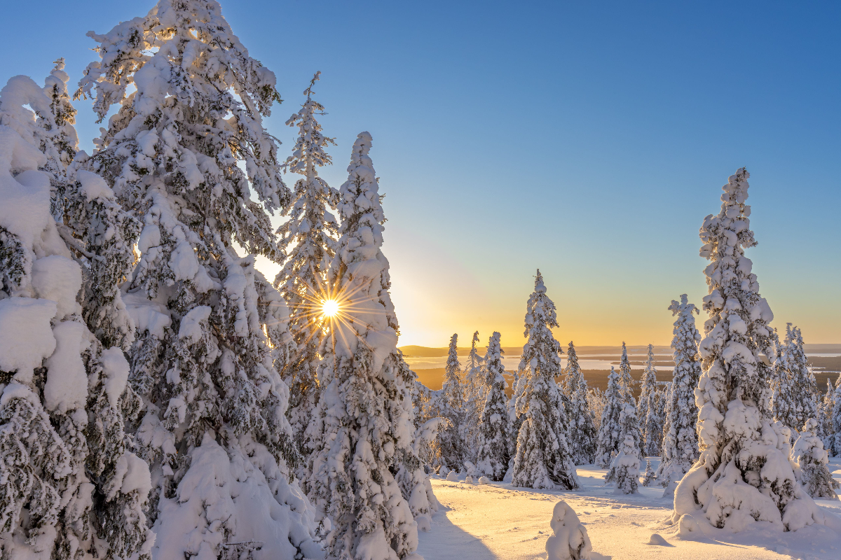 Four Nordic whiskies that showcase the region’s unique flavours