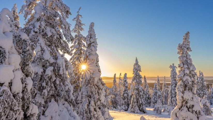 Snow-covered spruce trees at sunrise in winter, Riisitunturi National Park, Finnish Lapland, Posio, Koillismaa, Finland