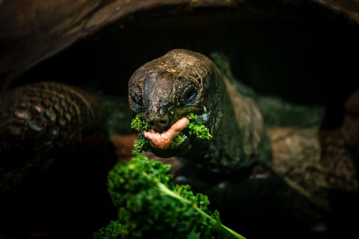 Giant tortoise basking under the sun on lush grass, showcasing its textured shell and ancient, weathered features.