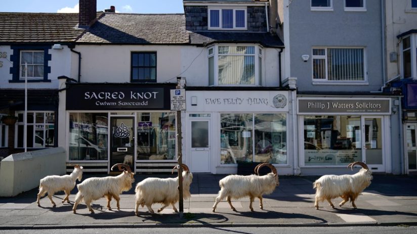 Wild goats wandering through streets in Welsh town, showcasing their natural behavior amidst urban environment.
