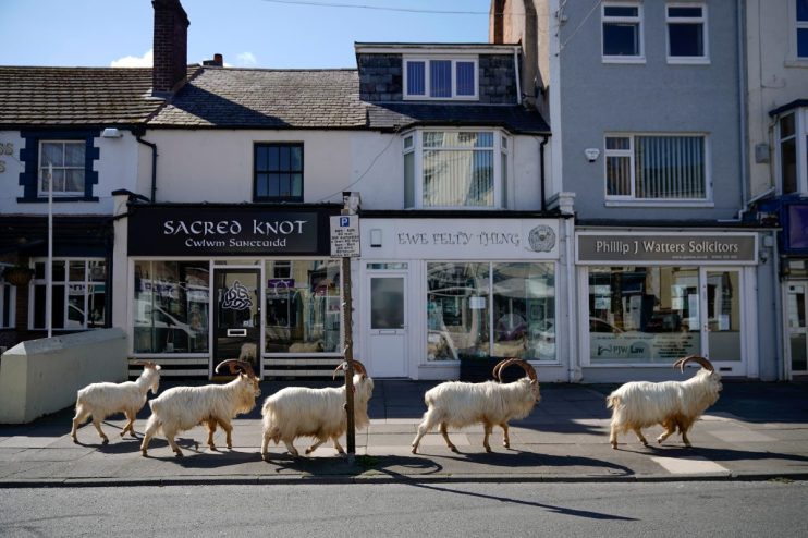 Wild goats wandering through streets in Welsh town, showcasing their natural behavior amidst urban environment.