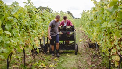 Plumpton Vineyard showcasing lush grapevines under a clear sky, highlighting sustainable farming practices and local vitic...