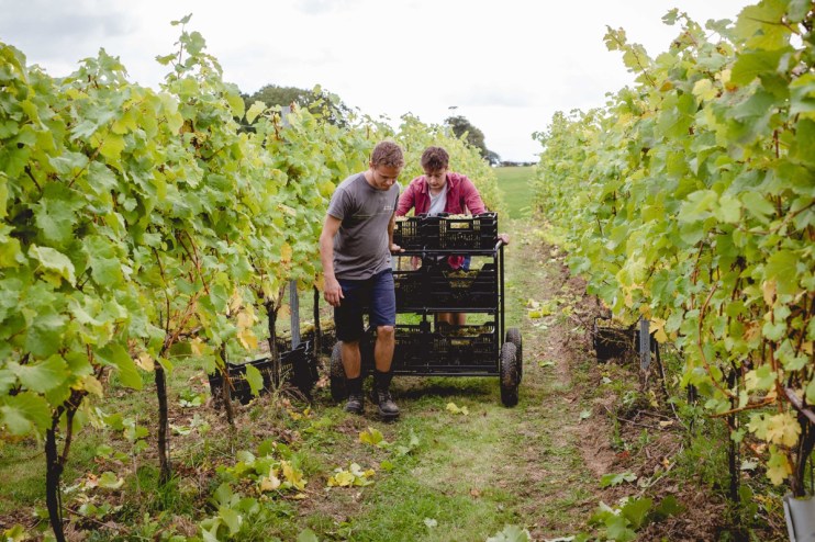 Plumpton Vineyard showcasing lush grapevines under a clear sky, highlighting sustainable farming practices and local vitic...