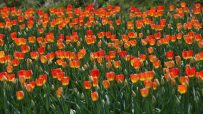 Vibrant tulip field in full bloom showcasing a spectrum of colors under clear blue skies, embodying spring beauty and renewal