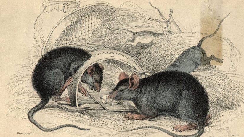 Close-up of a rat exploring urban surroundings, highlighting the rise of rodent populations in city environments.