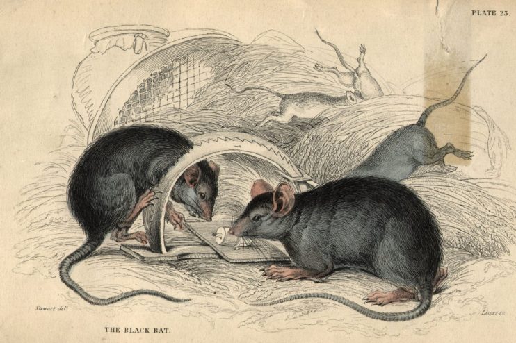 Close-up of a rat exploring urban surroundings, highlighting the rise of rodent populations in city environments.