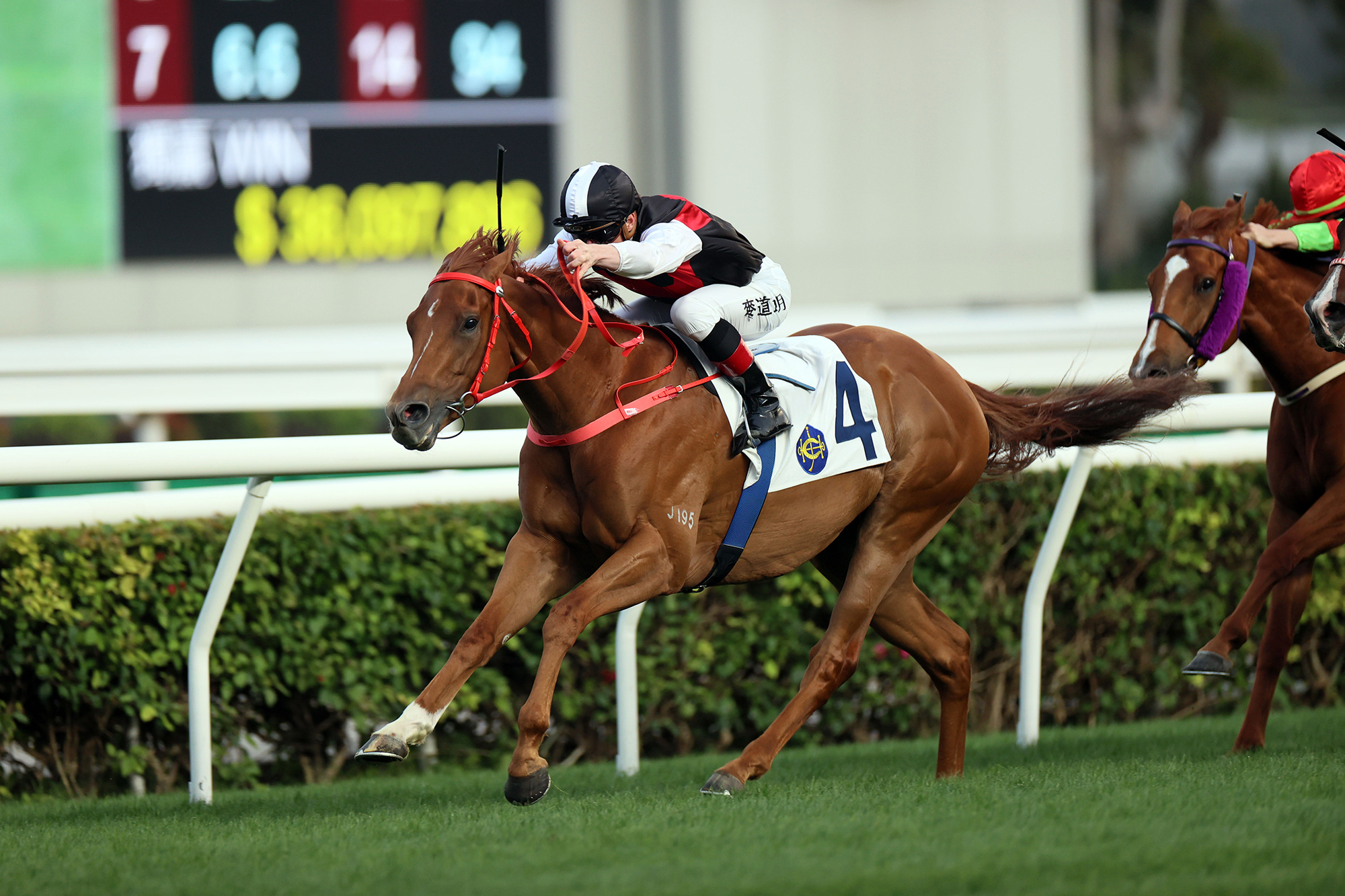 Master Size’s Champion looks ready for success