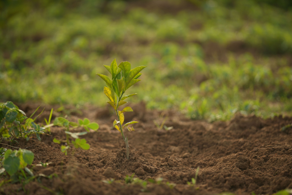 Carbon markets must industrialise or the net zero transition stalls