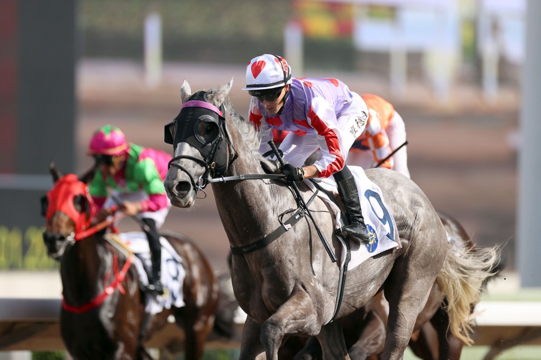 Talents Ambition is a three-time winner on Sha Tin's all-weather track